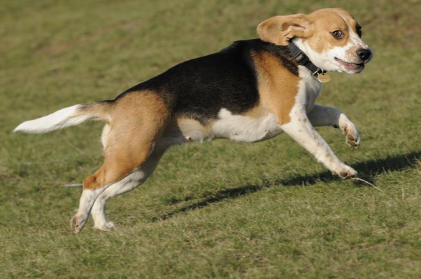 beagle_01