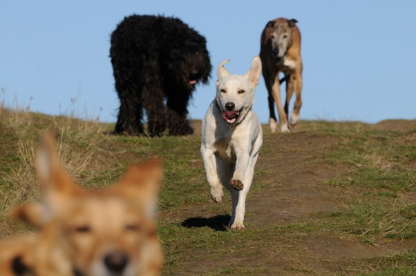 bodyguards