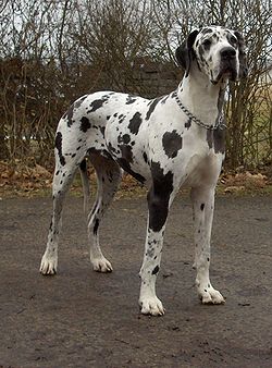 great dane