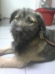 molly at the vet