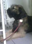 molly at the vet