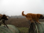 balejump_01