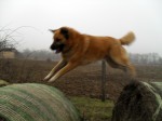 balejump_02