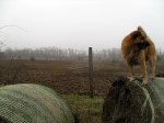 balejump_04