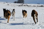 Pack running