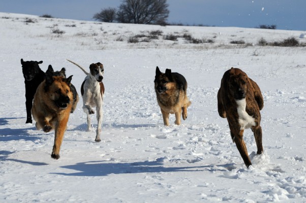 Pack running