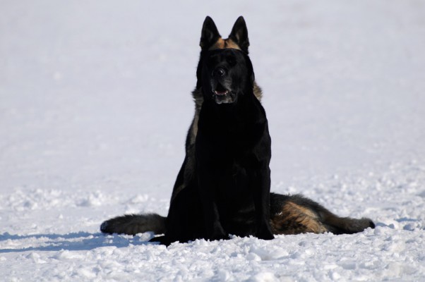 Kfir with Kyra's ears and Molly's tail