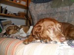 Kifli & Dingo