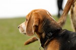 Beagle and Cikk-cakk's tail