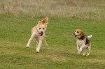 Beagle and Frida