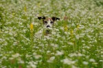 Bambi