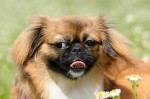 Sofie