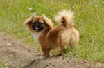 Sofie