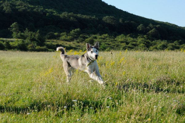 Aika