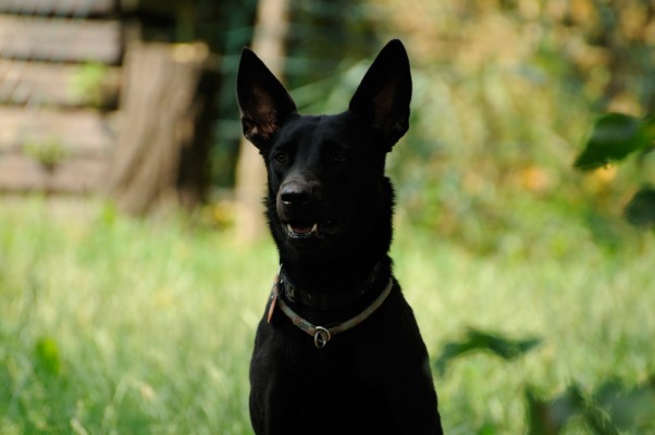 Bella