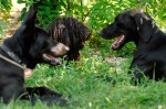 Toto Bella and Maya