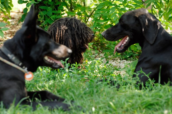 Toto Bella and Maya