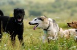 Bosco, Ajka and Kifli