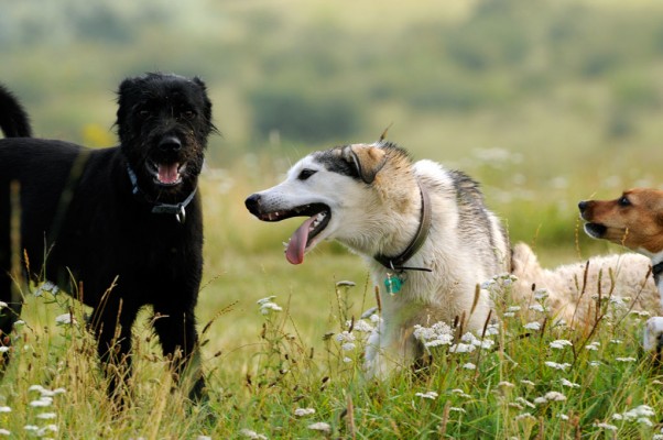 Bosco, Ajka and Kifli