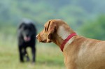 Lucy and Kfir