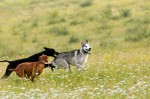 Maya, Ajka and Bogi