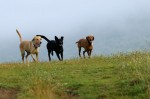 Mia, Bosco and Bogi