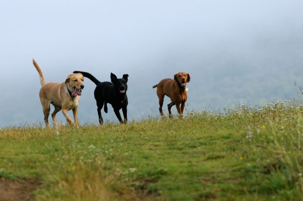 Mia, Bosco and Bogi