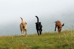Mia, Bosco and Bogi