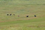 Pack running