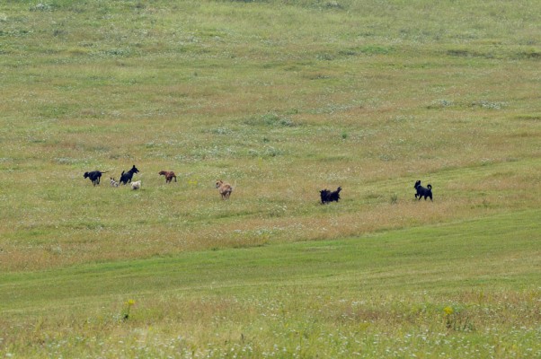 Pack running
