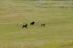 Pack running