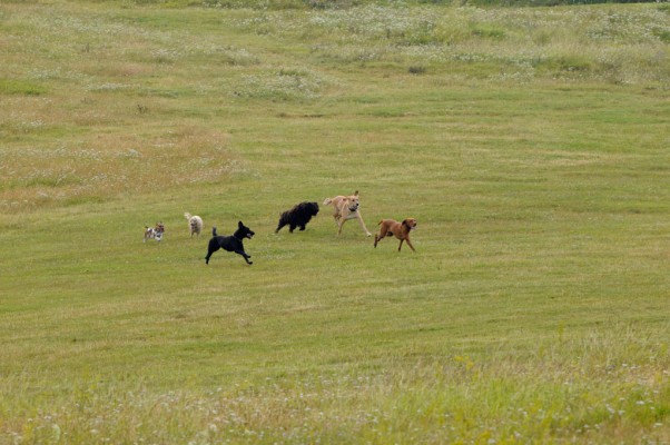 Pack running