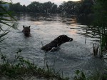 Kyra & Cikk-cakk swimming