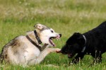 Aika and Bosco