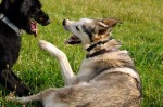 Bosco and Aika