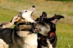 Aika and Negro