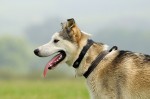 Aika