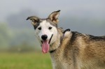 Aika