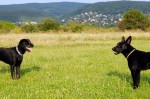Bosco and Bella