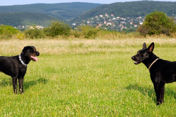 Bosco and Bella