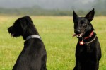 Bosco and Bella