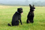 Bosco and Bella