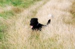 Bosco