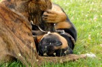 Bruno and Cikk-akk
