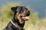 Bruno