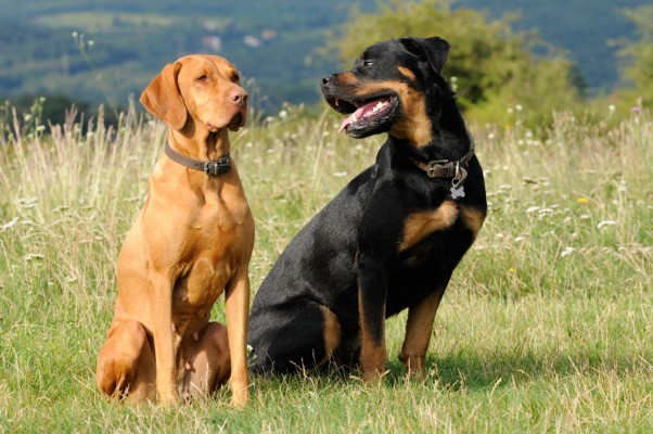 Csipa and Bruno