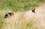 Kifli and Bosco