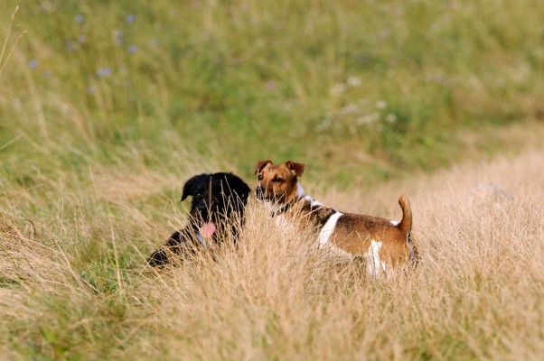 Bosco and Kifli