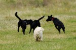 Bosco, Bella, Negro and Inga