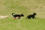 Inga, Kifli, Negro and Bella